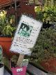 Catnip!