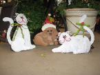 Holiday Decorations
